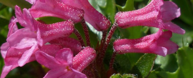 alpenrose