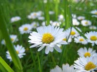 Gänseblümchen Gänseblümchen