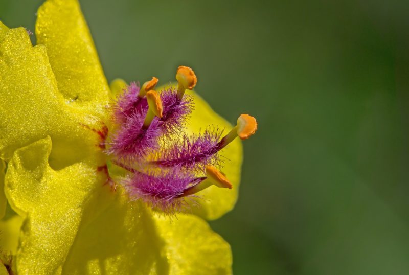 blossom-4322073_1920 Königskerze