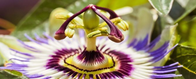 Passisonsblume