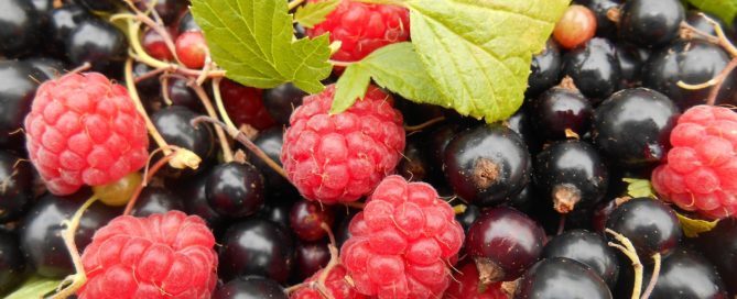 Antioxidantien