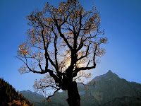 Ahorn-Baum Ahorn-Baum