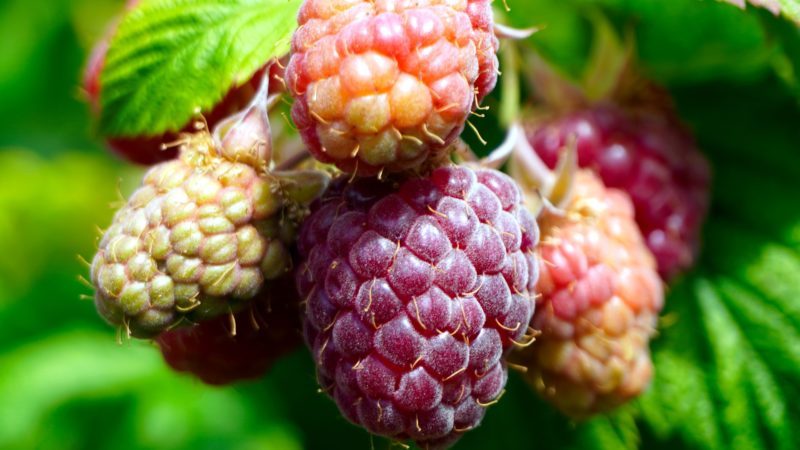 raspberries-5273424_1920 Himbeeren