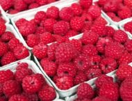 Die Heilkraft der Himbeere