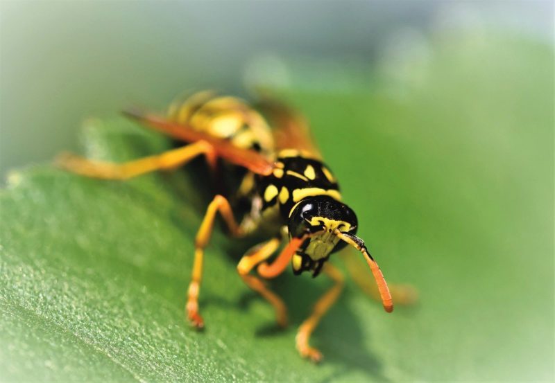 wasp-4774382_1280 Wespen