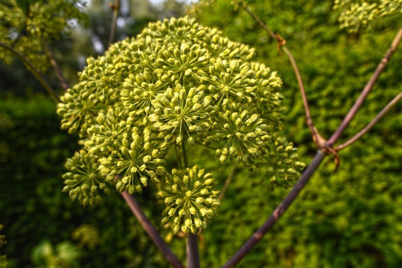 garden-angelica-3505262_1280 engelwurz