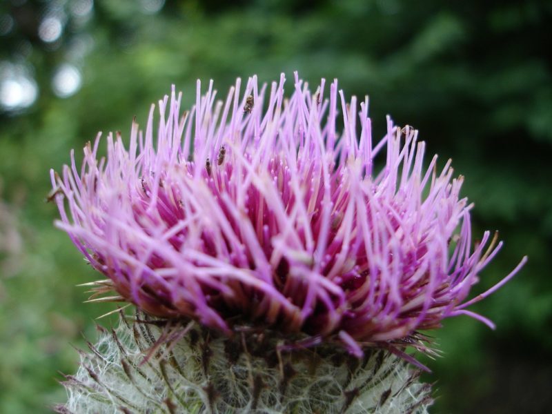 milk-thistle-4132_1280 mariendiestl