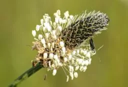 Spitzwegerich