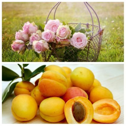 Rosen - Marillen Rosen - Marillen