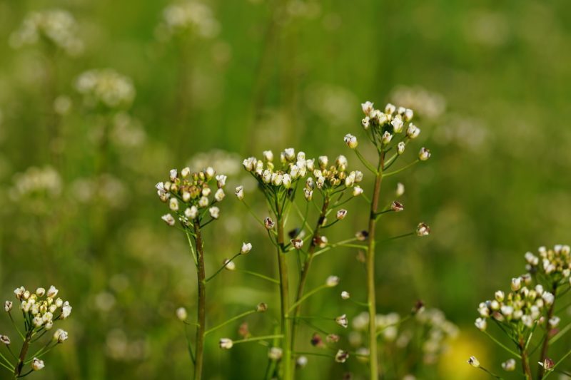 ordinary-shepherds-purse-3164037_1280 Hirtentäschl