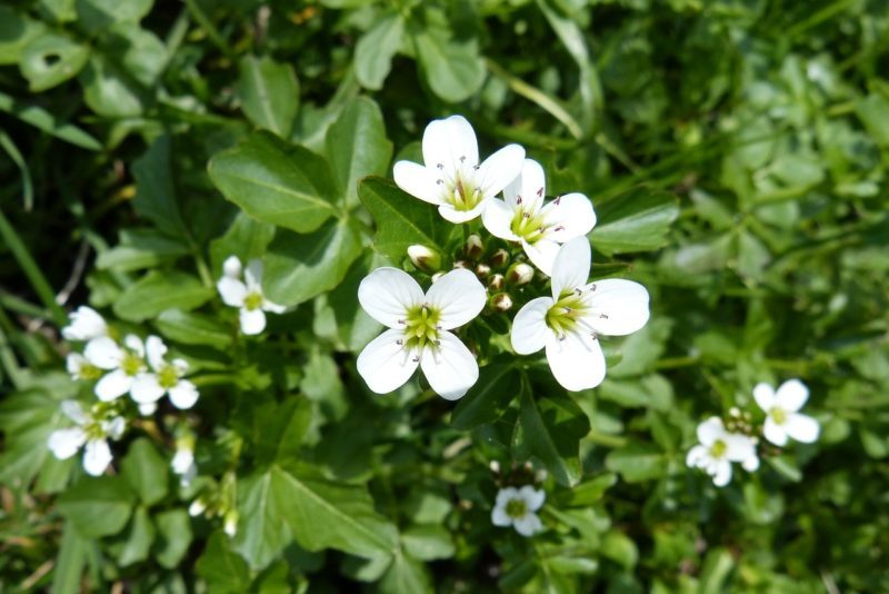 watercress-333746_1280 Brunnenkresse