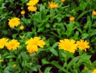 Die Ringelblume, einer der besten Heilpflanzen