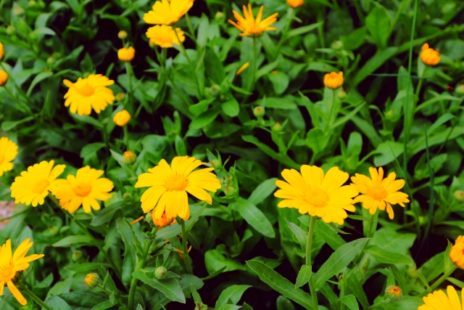 Ringelblume