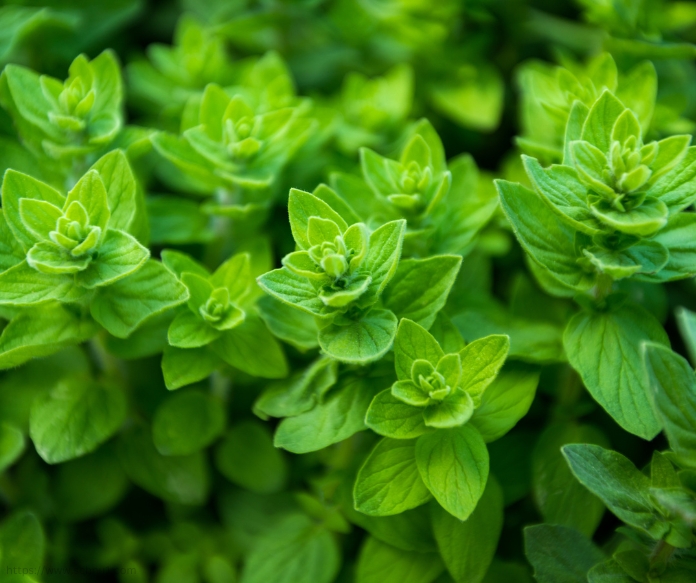 Oregano