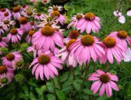 Echinacea – Mit dem roten Sonnenhut heilen