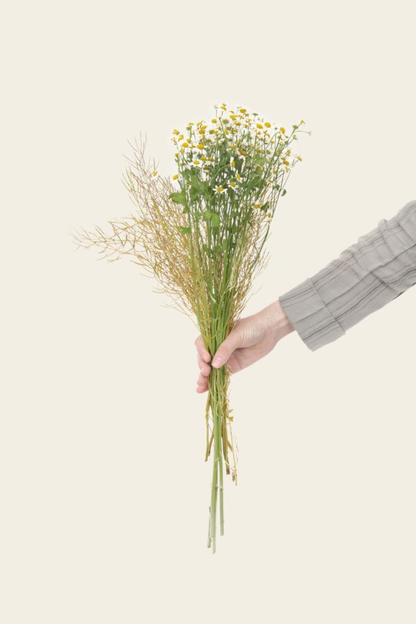 Kamille_gross Kamille_gross