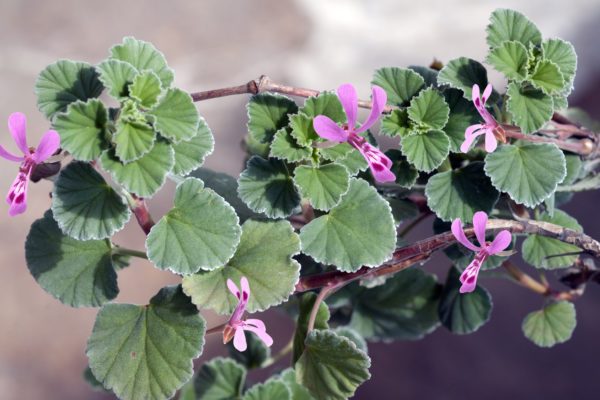 Kapland-Pelargonie Kapland-Pelargonie