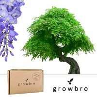 Bonsai