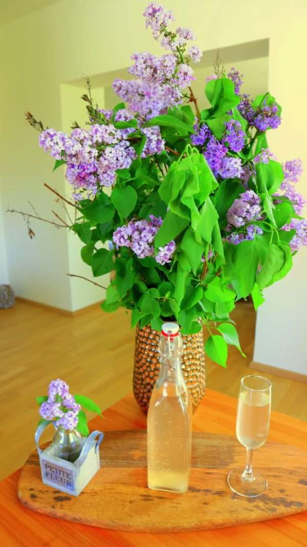 Wirkung des Flieders Die Wirkung des Flieders