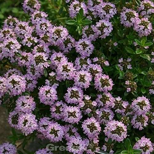 Thymian das Wunderkraut Schnu die Kräuterhexe