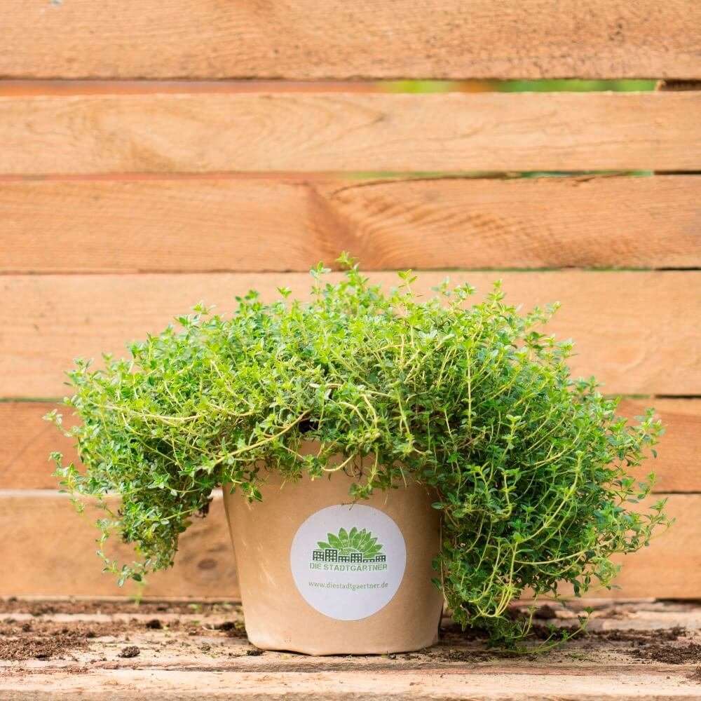 Thymian das Wunderkraut Schnu die Kräuterhexe