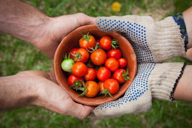 Tomaten Tomaten