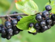 Aronia – Vitaminbombe