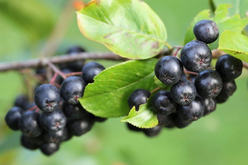 Aronia Aronia
