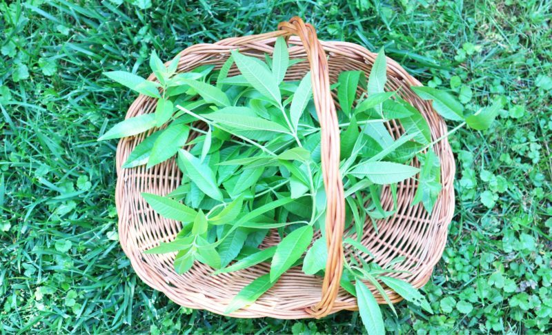 Zitronenverbene Zitronenverbene