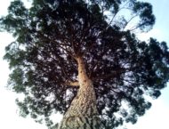 Die Zirbe – heiliger Baum im Alpenraum