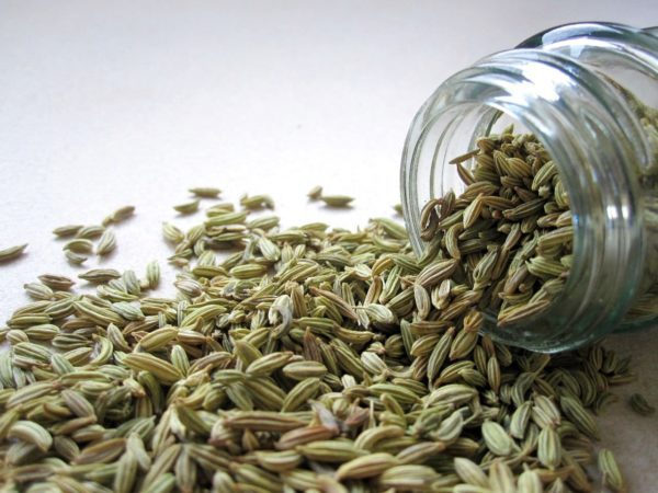 fennel-2617 Fenchel