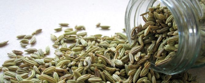 Fenchel
