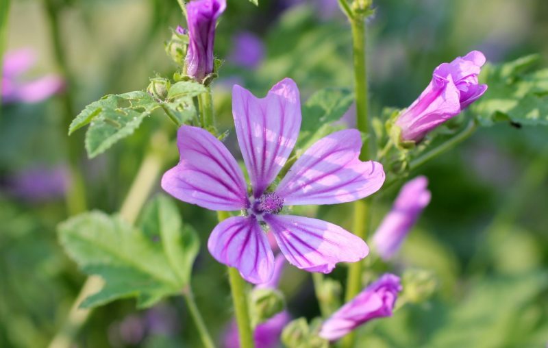 wild-mallow-283017_1280 Malve