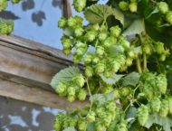 Entspannter leben mit Hopfen