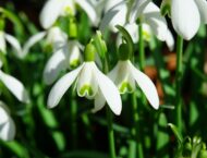 Die ersten Schneeglöckchen sind da – Heilwirkung des Frühlingsboten