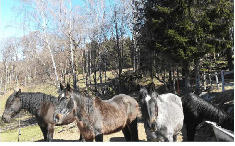 große herde große Herde