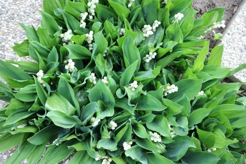 Maiglöckchen Maiglöckchen