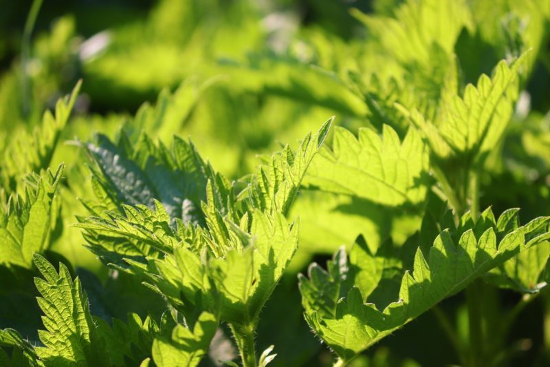 stinging-nettle-4125388_1280 Brennnessel