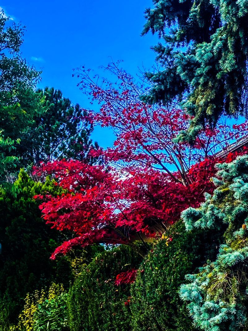 0ED022D5-55D9-47E6-817C-5767F3CA13EF Laub