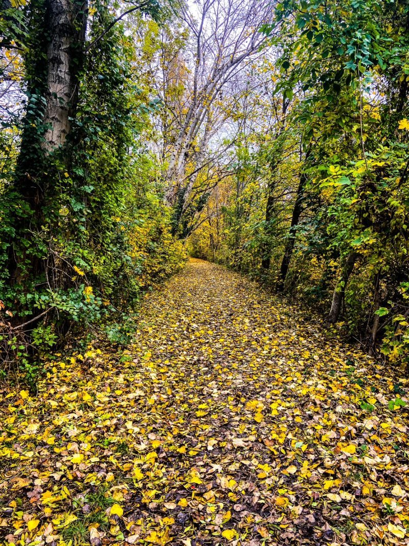 4BCCE490-75E0-4EAA-B5E2-D7B927E79837 Laub