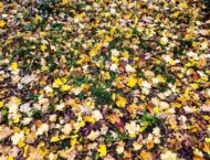 Laub im Herbst – goldgelbe, rote Pracht