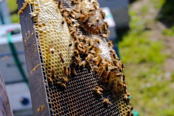 Bienen