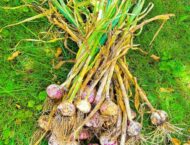 Mit Knoblauch nicht nur Vampire vertreiben