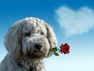 Valentinstag – Geschenke zum Selbermachen