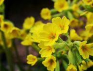 Die Heilwirkung der Schlüsselblume