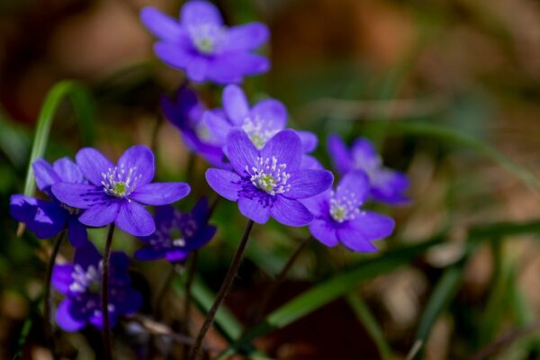 Leberblümchen