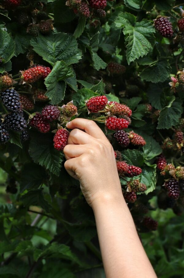 Brombeeren