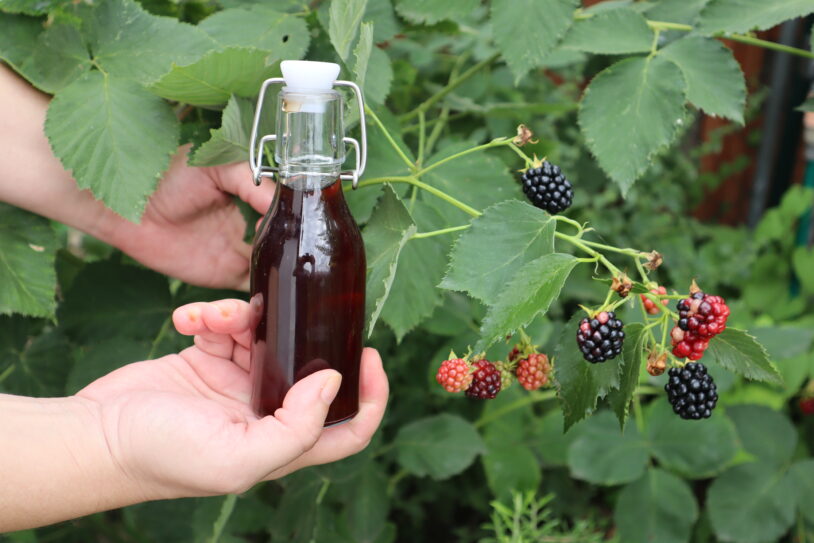brombeeressig