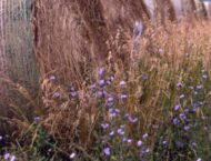 Heublumen – traditionelle Heilkräuter für zahlreiche Anwendungen