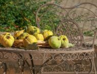 Was tun im Oktober? Garten-, Pflanzen und Tiertipps